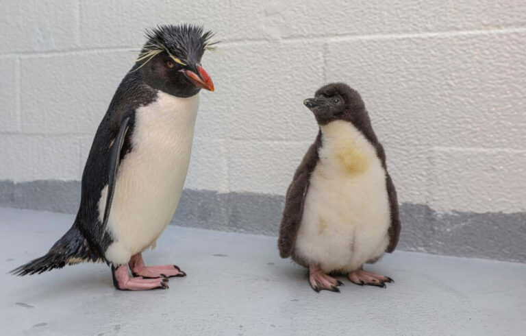 Rockhopper Penguin