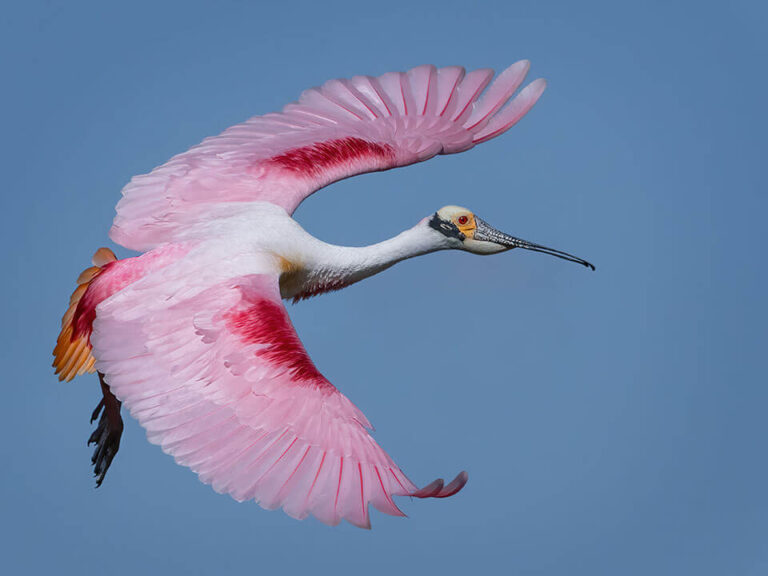 Roseate Spoonbill