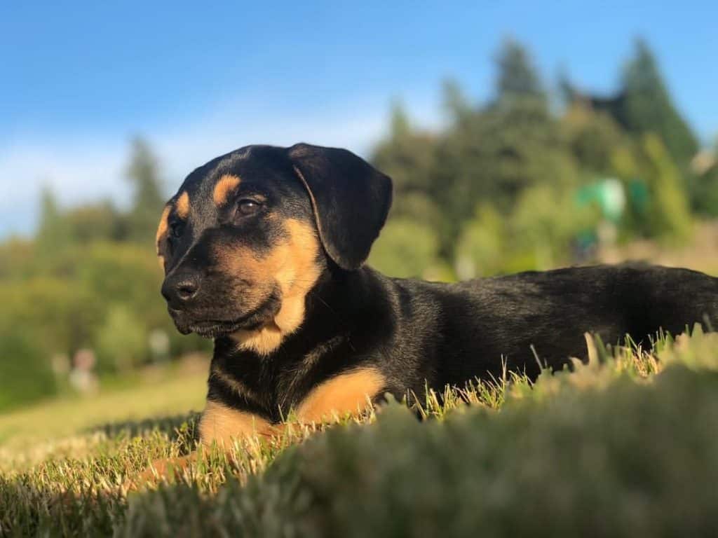 Rottweiler Lab Mix dog breed