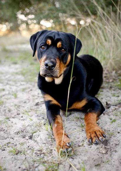 Rottweiler Lab Mix Dog