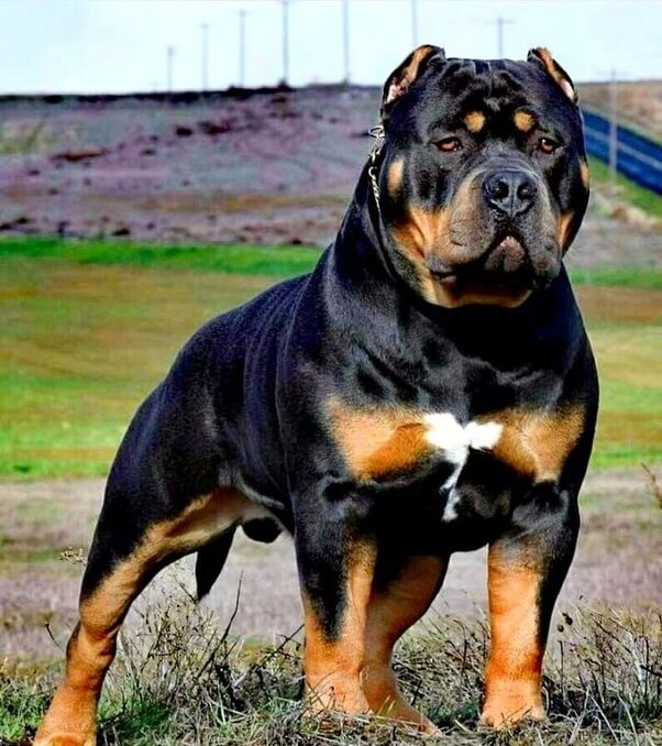 Rottweiler Pitbull Mix Dog