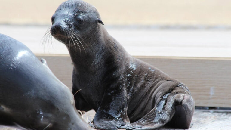 Sea Lion