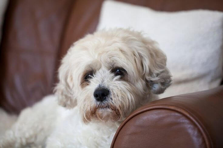 Shih Tzu Bichon Mix dog breed