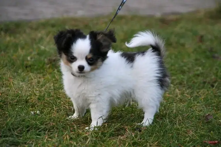 Shih Tzu Chihuahua Mix dog breed