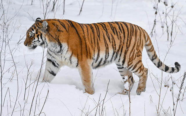 Siberian Tiger