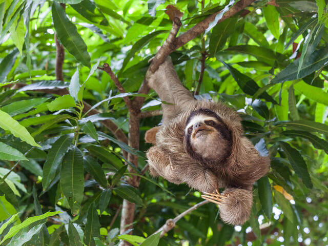 Sloth