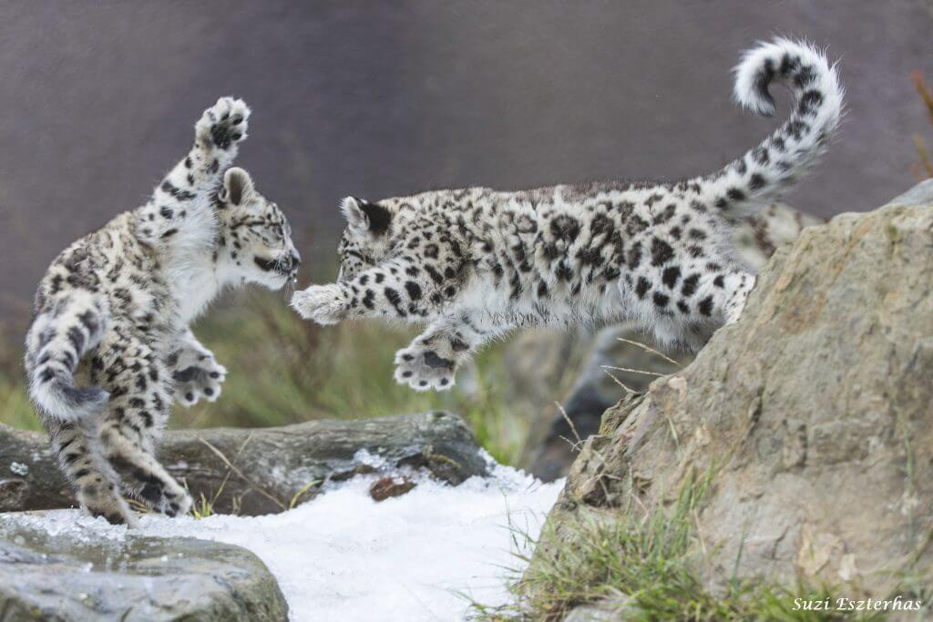 Snow Leopard