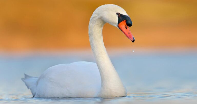 Swan