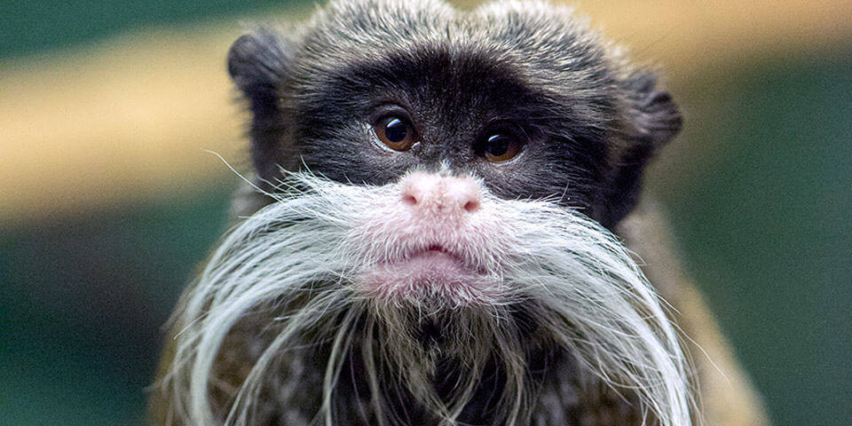 Tamarin