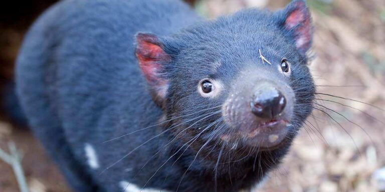 Tasmanian Devil