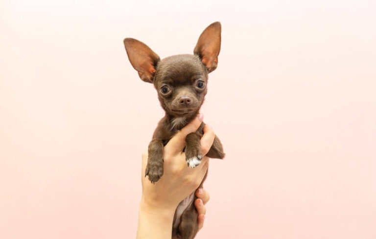 Teacup Chihuahua dog breed