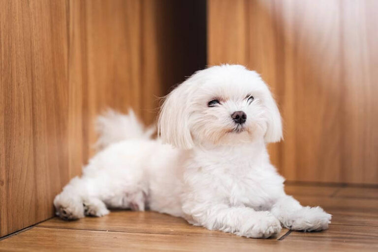 Teacup Maltese Dog breed