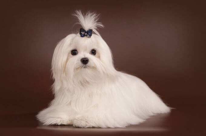 Teacup Maltese Dog