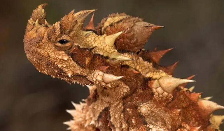 Thorny Devil