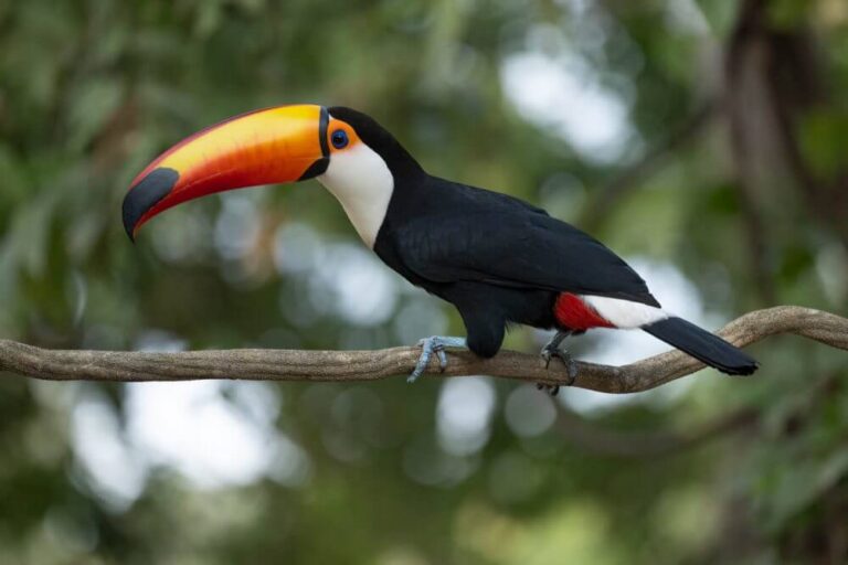 Toucan