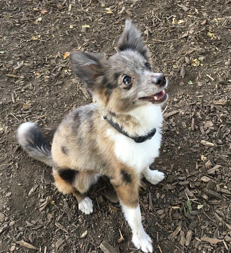 Toy Aussie Mix Dog Breed