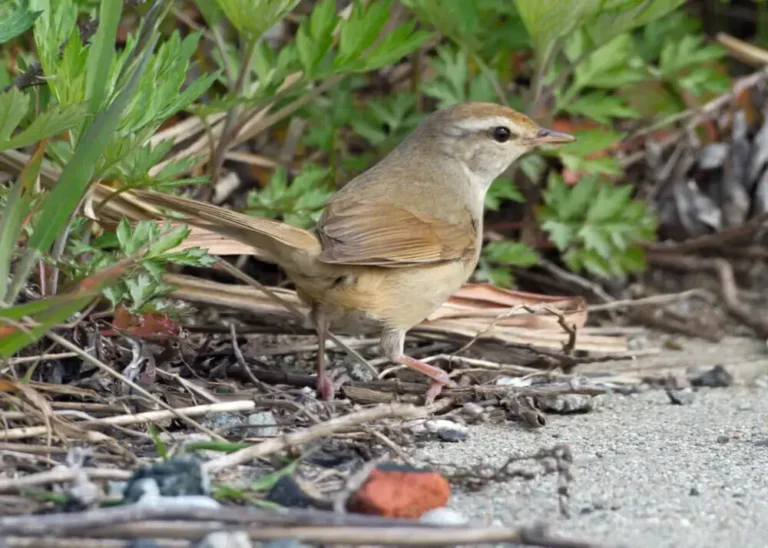 Uguisu (Japanese Bush Warbler)