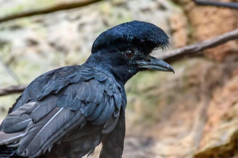 Umbrellabird