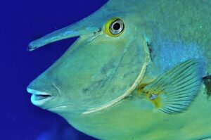 Unicornfish