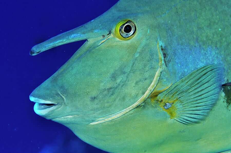 Unicornfish