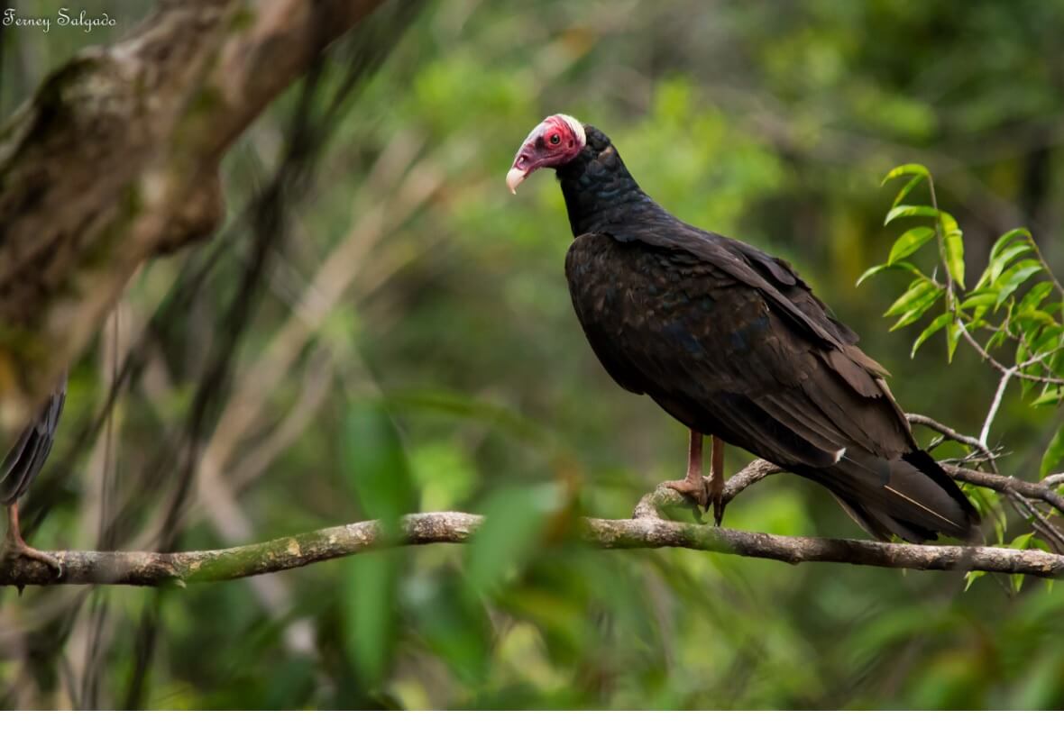 Urubu (Vulture)