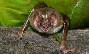 Vampire Bat (Desmodus rotundus)