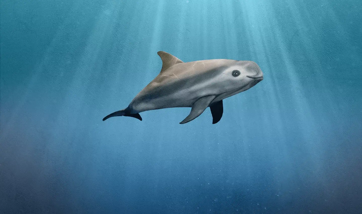 Vaquita (Phocoena sinus)