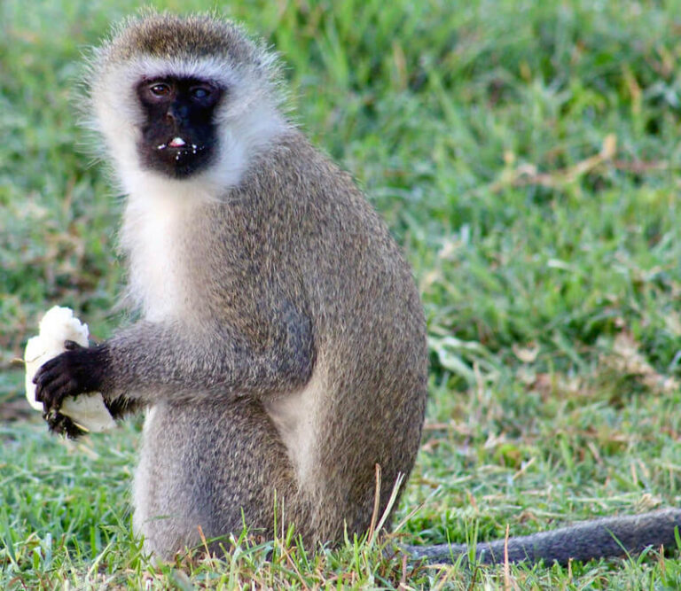 Vervet Monkey (Chlorocebus pygerythrus)