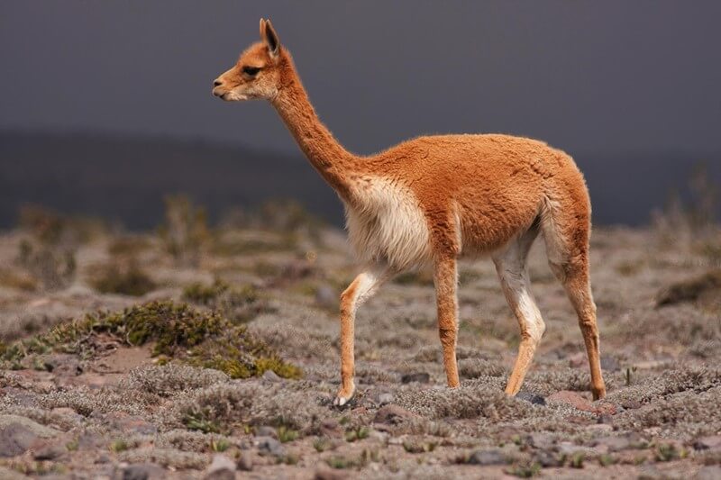 Vicuña (Vicugna vicugna)