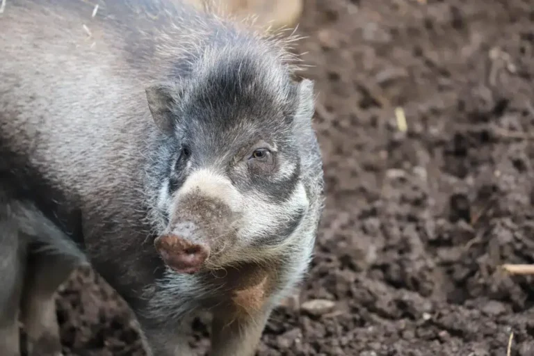 Visayan Warty Pig (Sus cebifrons)