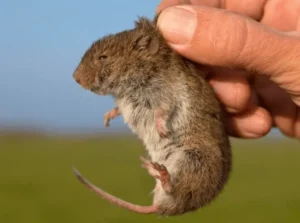 Vole