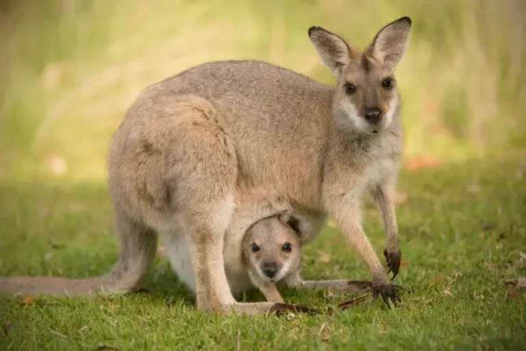 Wallaby