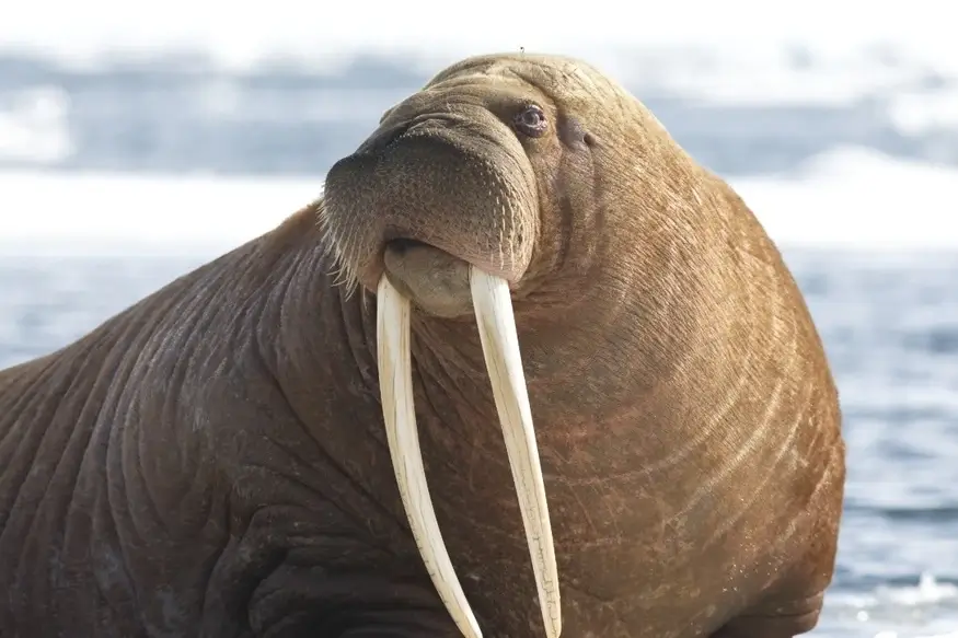 Walrus