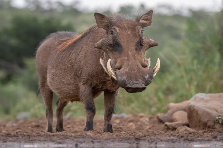 Warthog