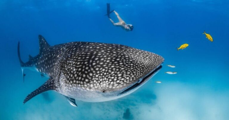 Whale Shark