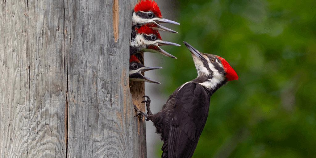 Woodpecker