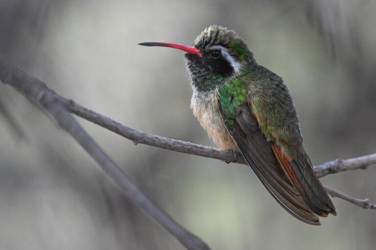 Xantus’s Hummingbird