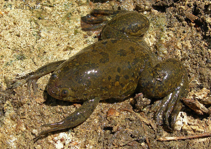 Xenopus (African Clawed Frog)