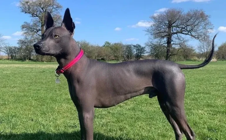 Xoloitzcuintli (Xolo)