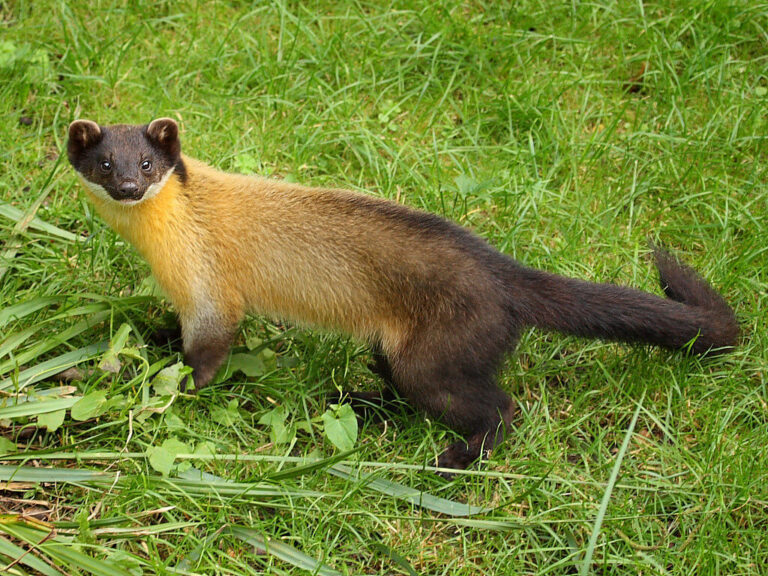 Discover the Yellow-throated Marten: Nature's Agile Hunter