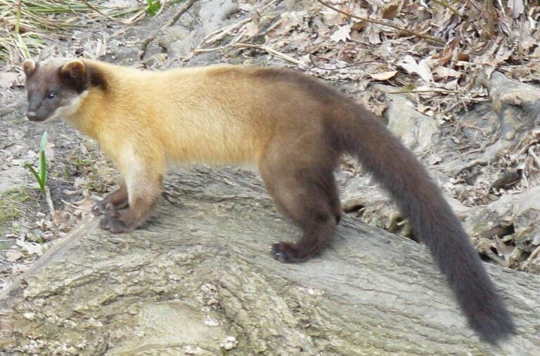 Yellow-throated Marten (Martes flavigula)