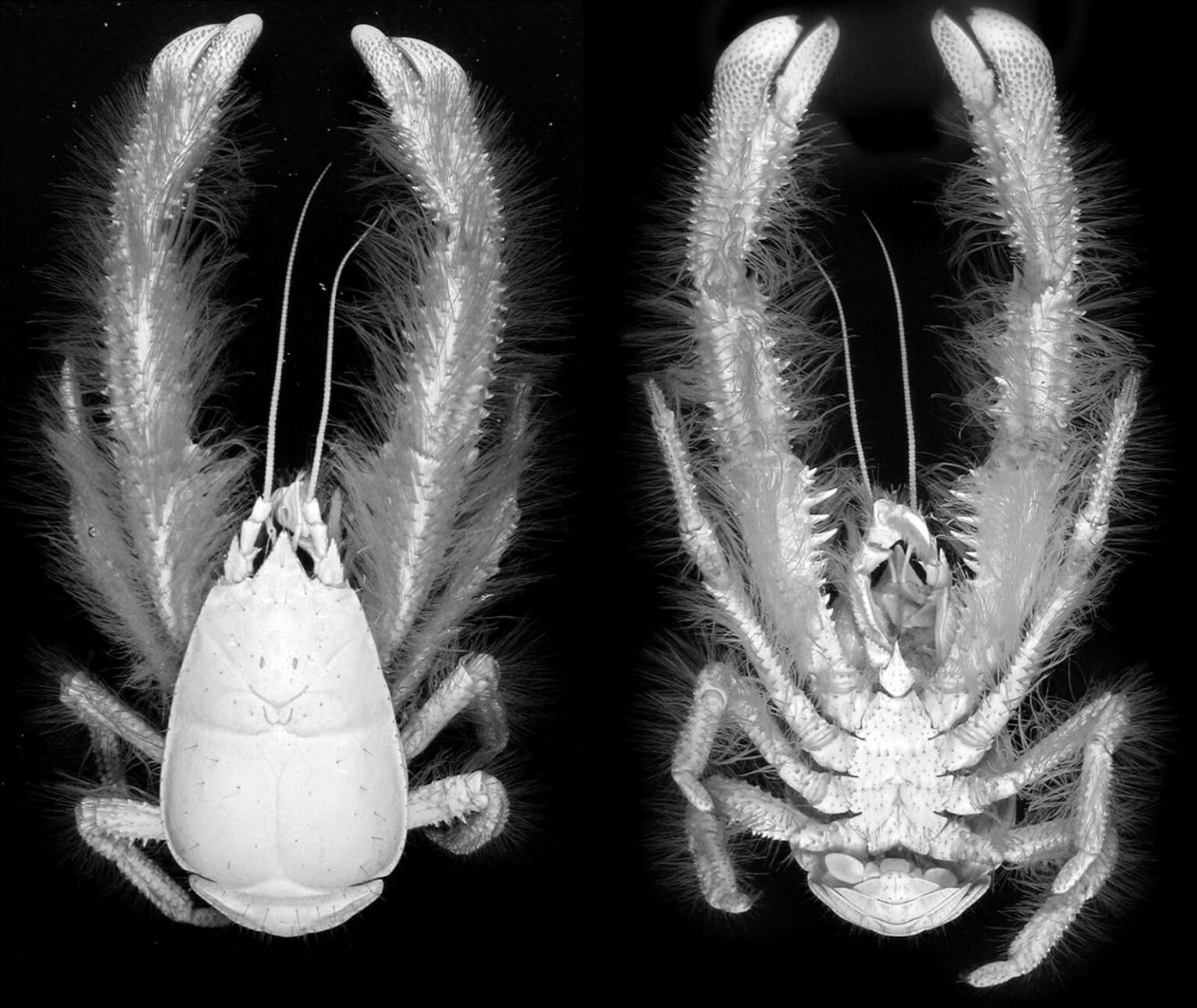 Discover The Yeti Crab Kiwa Hirsuta Deep Sea Marvels