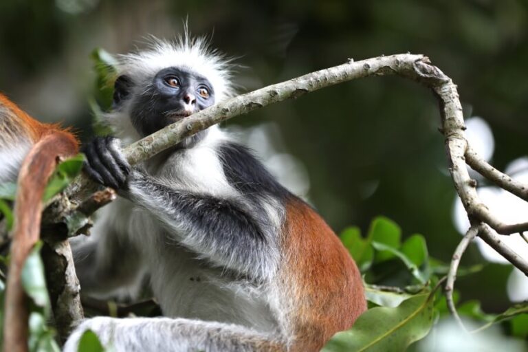 Zanzibar Red Colobus