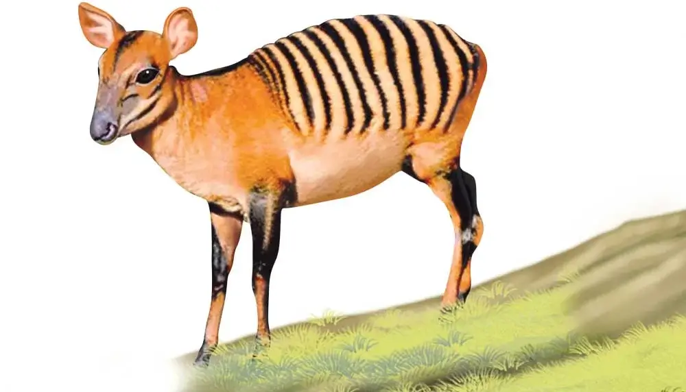 Zebra Duiker