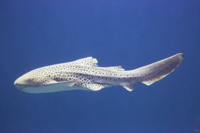 Zebra Shark