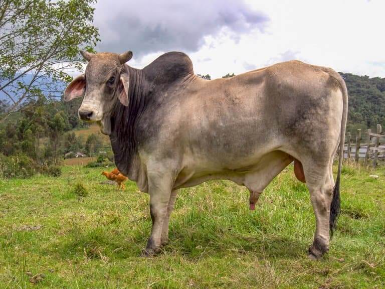 Zebu