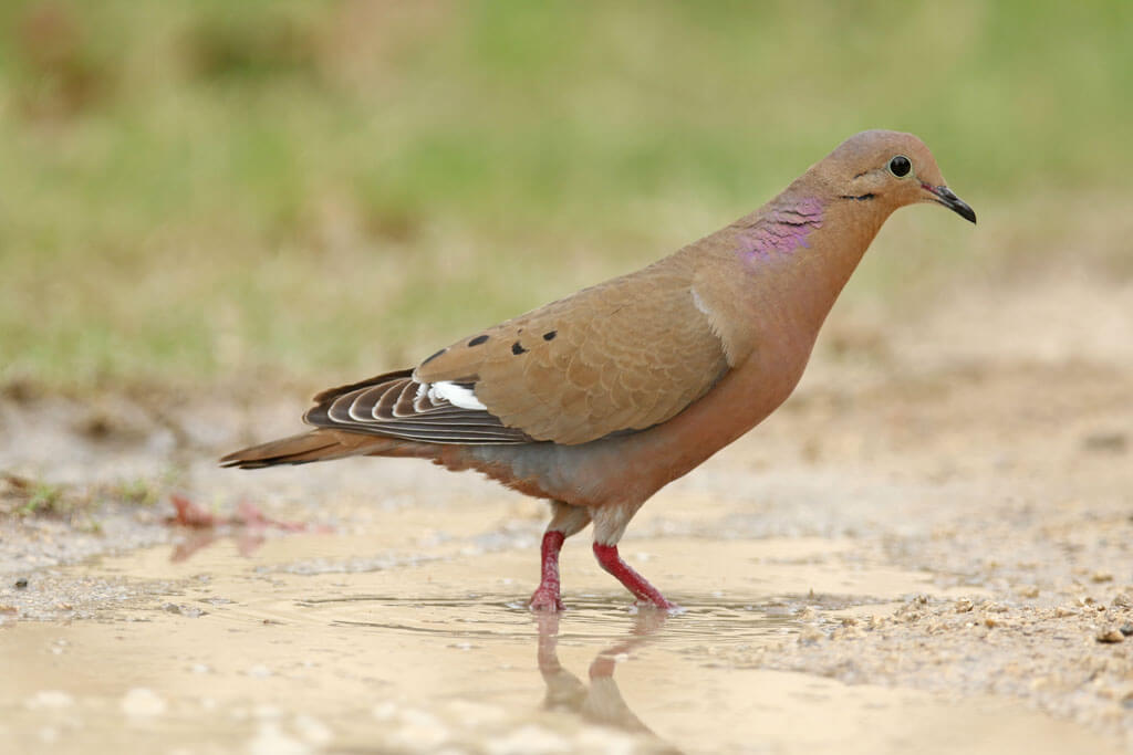 Zenaida Dove