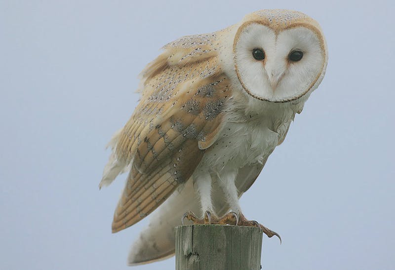 barn owl