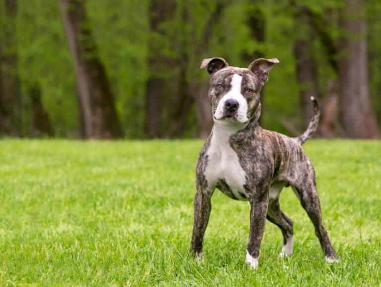 Brindle Pitbull Dog breed