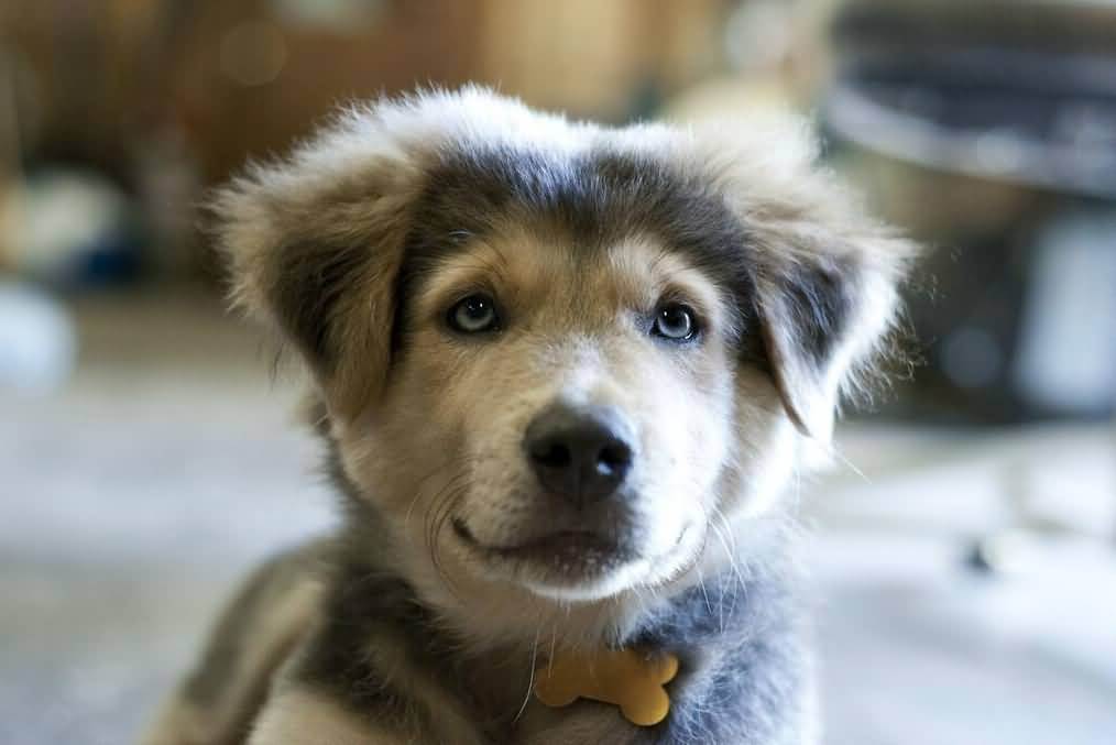 golden retriever husky mix dog breed